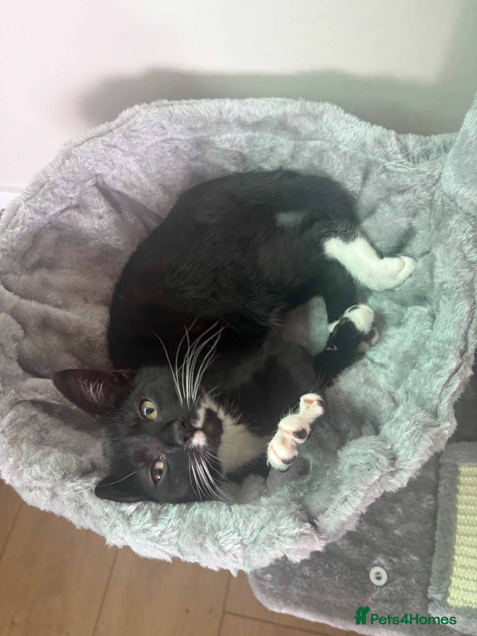 Mixed Breed cats Kitten for sale - Advert 3