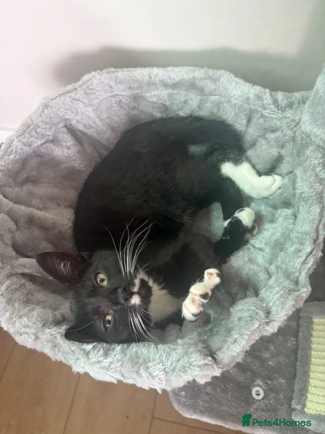 Mixed Breed cats for sale: Kitten for sale in Wednesbury - Advert 1
