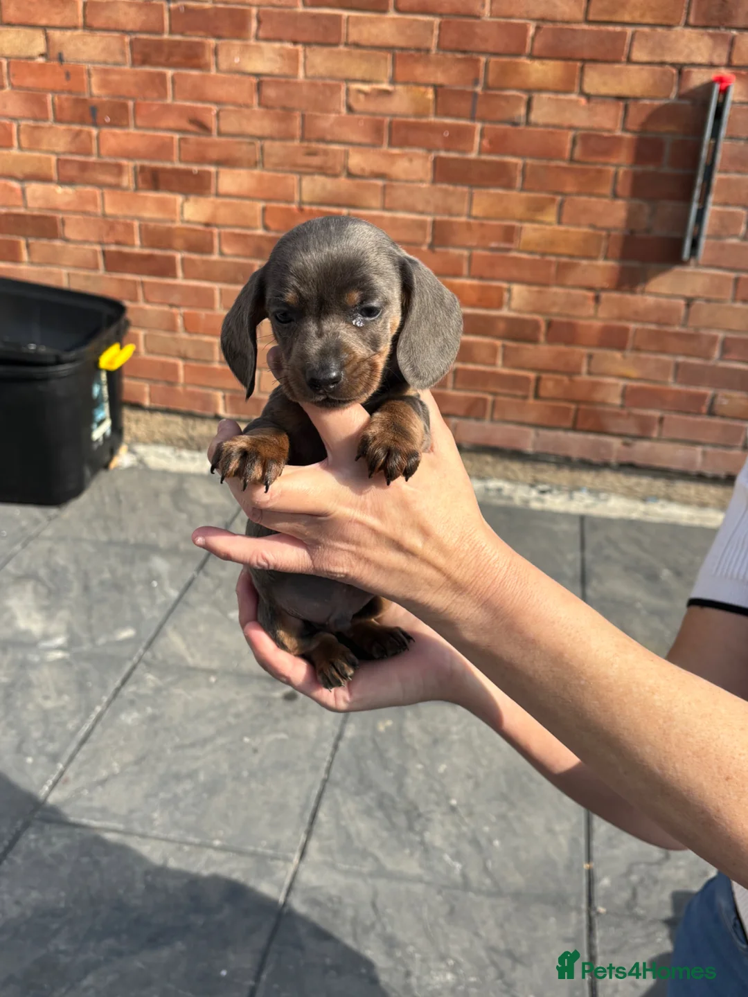 Dachshund dogs for sale: DACHSHUND puppies - Advert 2