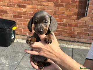 Dachshund dogs DACHSHUND puppies - Advert 10