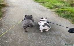 French Bulldog dogs for sale: Two French bulldogs £500 for both  - Image 10