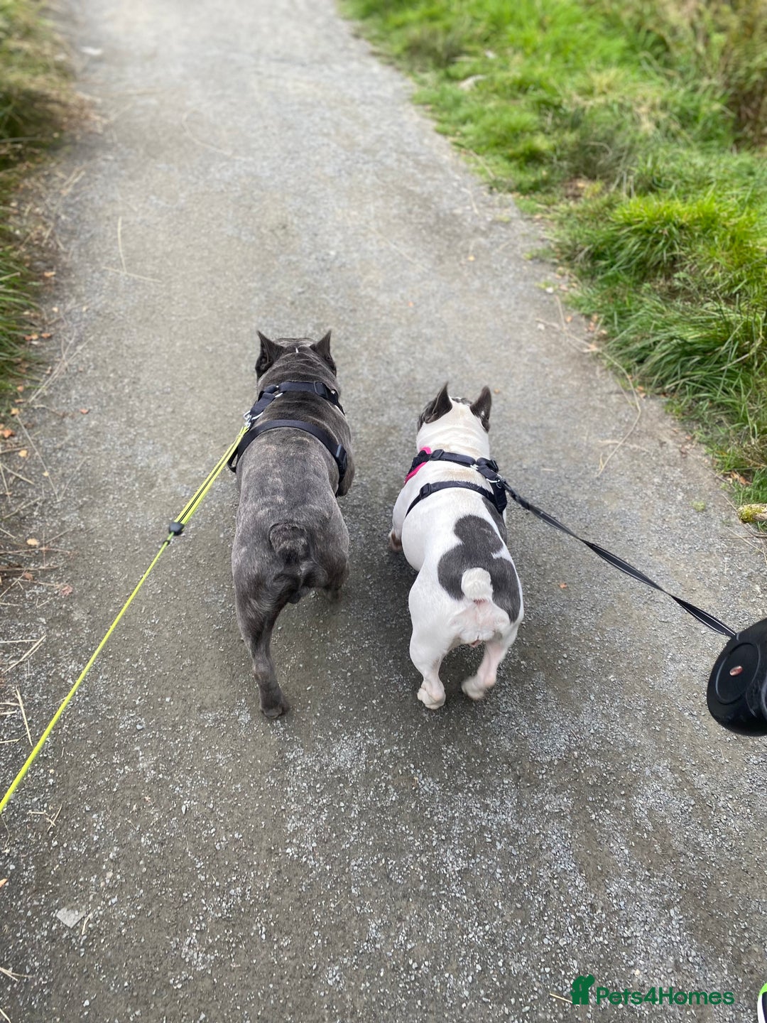 French Bulldog dogs for sale: Two French bulldogs £500 for both  - Image 10
