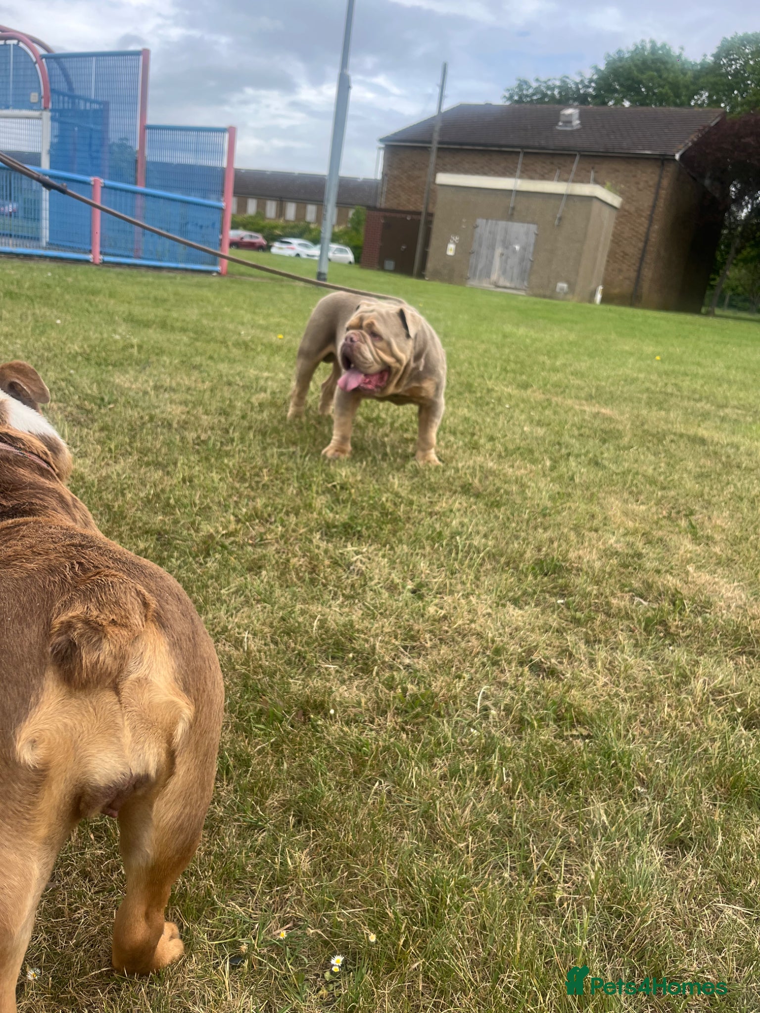 English Bulldog dogs for sale: Kruger the English bulldog - Advert 7
