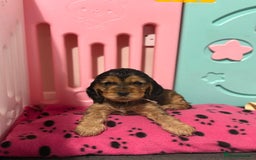 Cocker Spaniel dogs for sale: Adorable Sable Cocker Spaniel Puppies  - Image 5