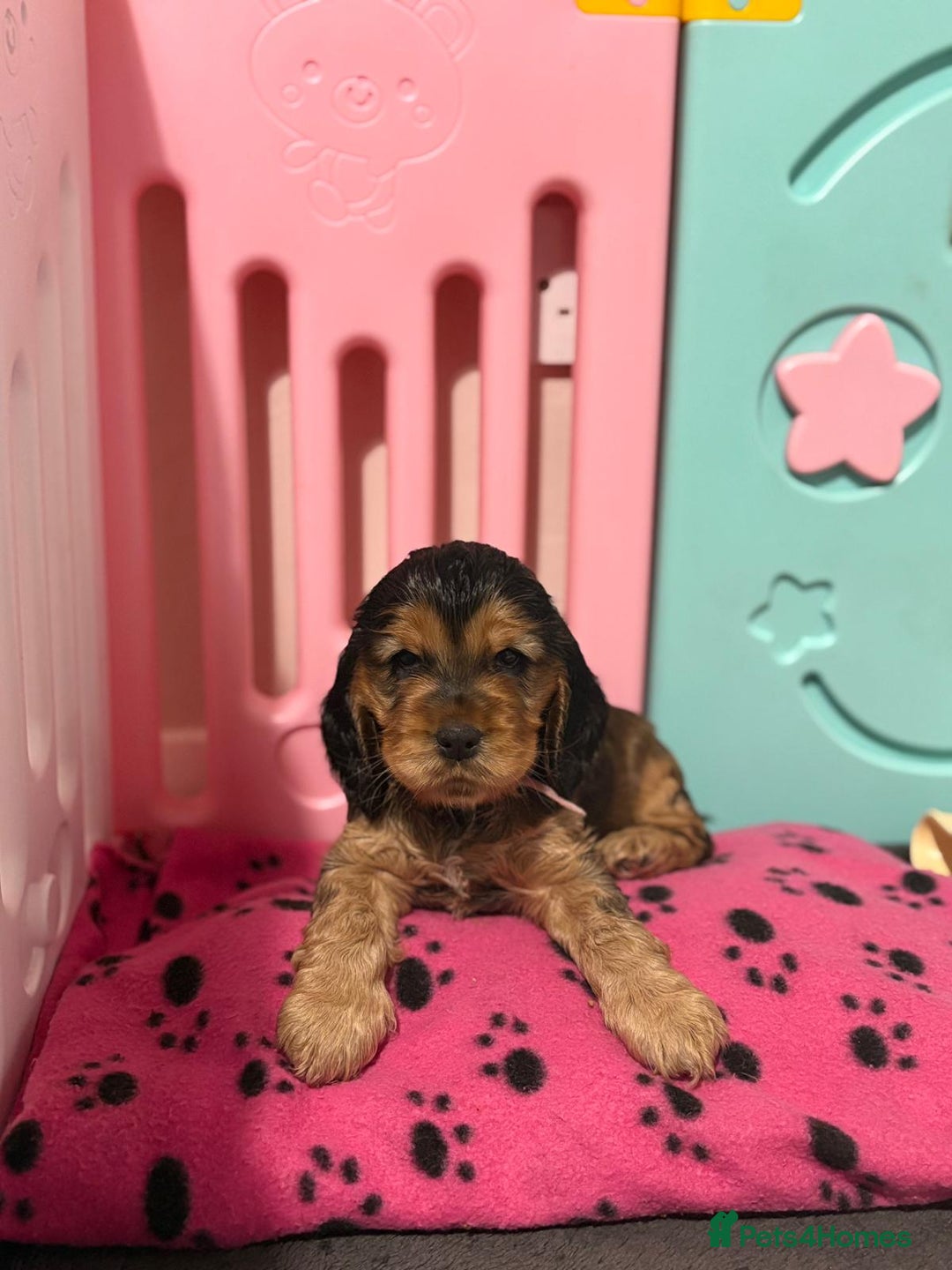 Cocker Spaniel dogs for sale: Adorable Sable Cocker Spaniel Puppies  - Image 5