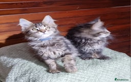 Maine Coon cats for sale: GCCF Pedigree Maine Coon Kittens for sale  - Image 17