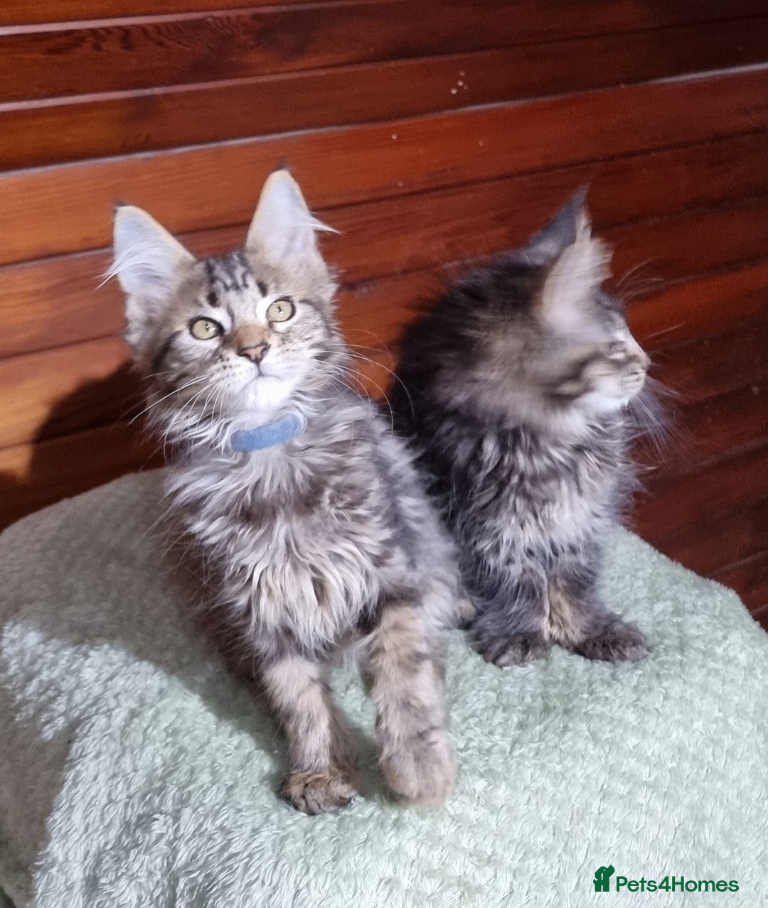 Maine Coon cats for sale: GCCF Pedigree Maine Coon Kittens for sale  - Image 17