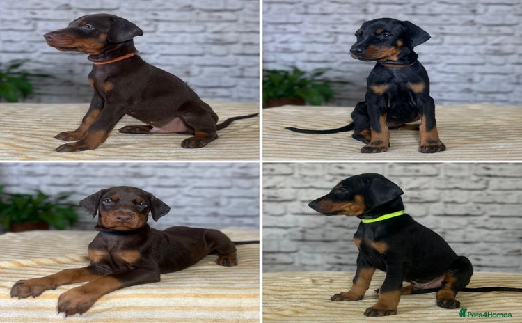 Dobermann dogs - Advert 1