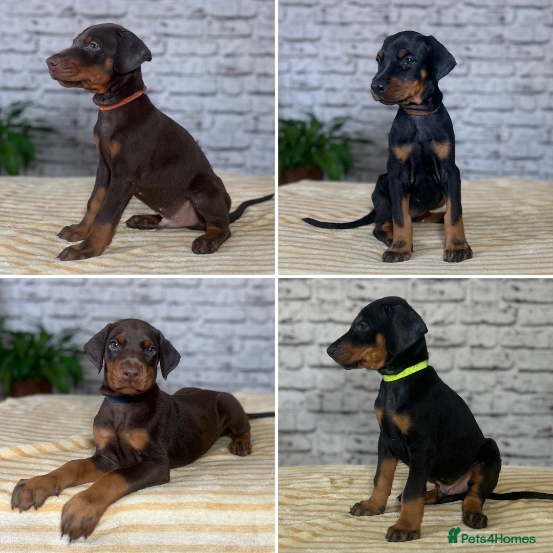 Dobermann dogs for sale: Dobermann puppies Champion bloodline, kc reg - Image 1