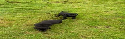 Labrador Retriever dogs for sale: kc registered labrador pups in Stafford - Advert 16