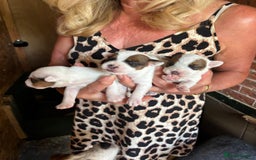 Parson Russell dogs for sale: Quality Parson Russell terrier pups - Image 6