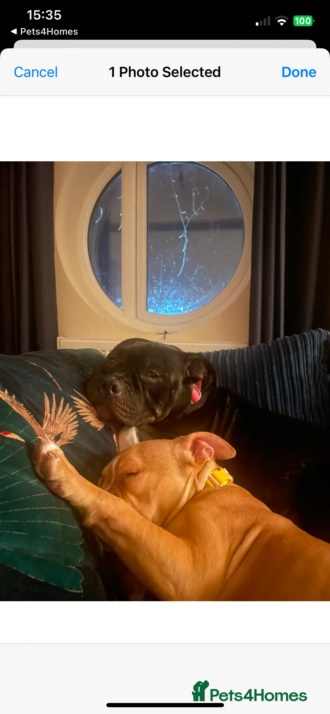 American Bully dogs for sale: ⭐️ 3/4 stunning Pocket bullys mix of colours ⭐️ - Advert 8