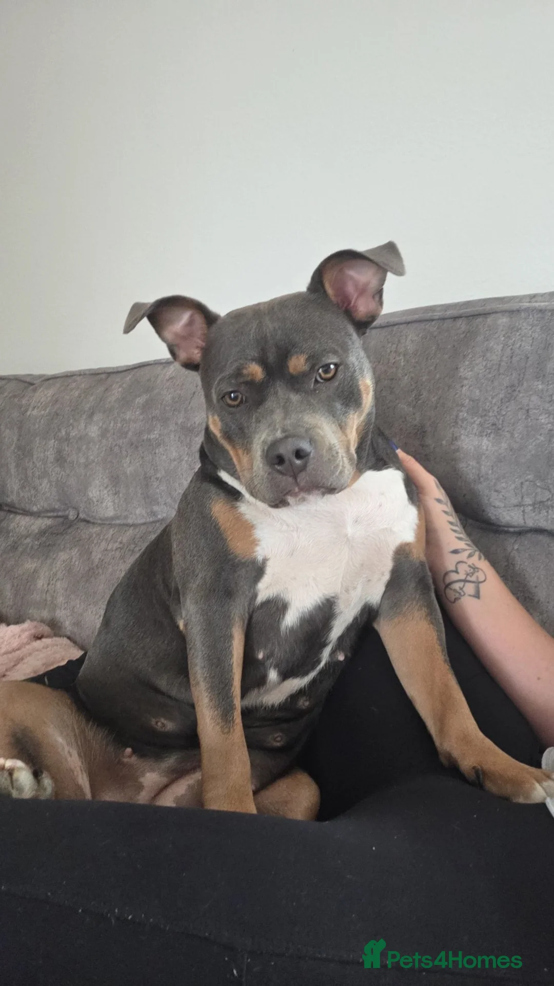 Staffordshire Bull Terrier dogs for sale: Female staffordshire bull terror  - Advert 1