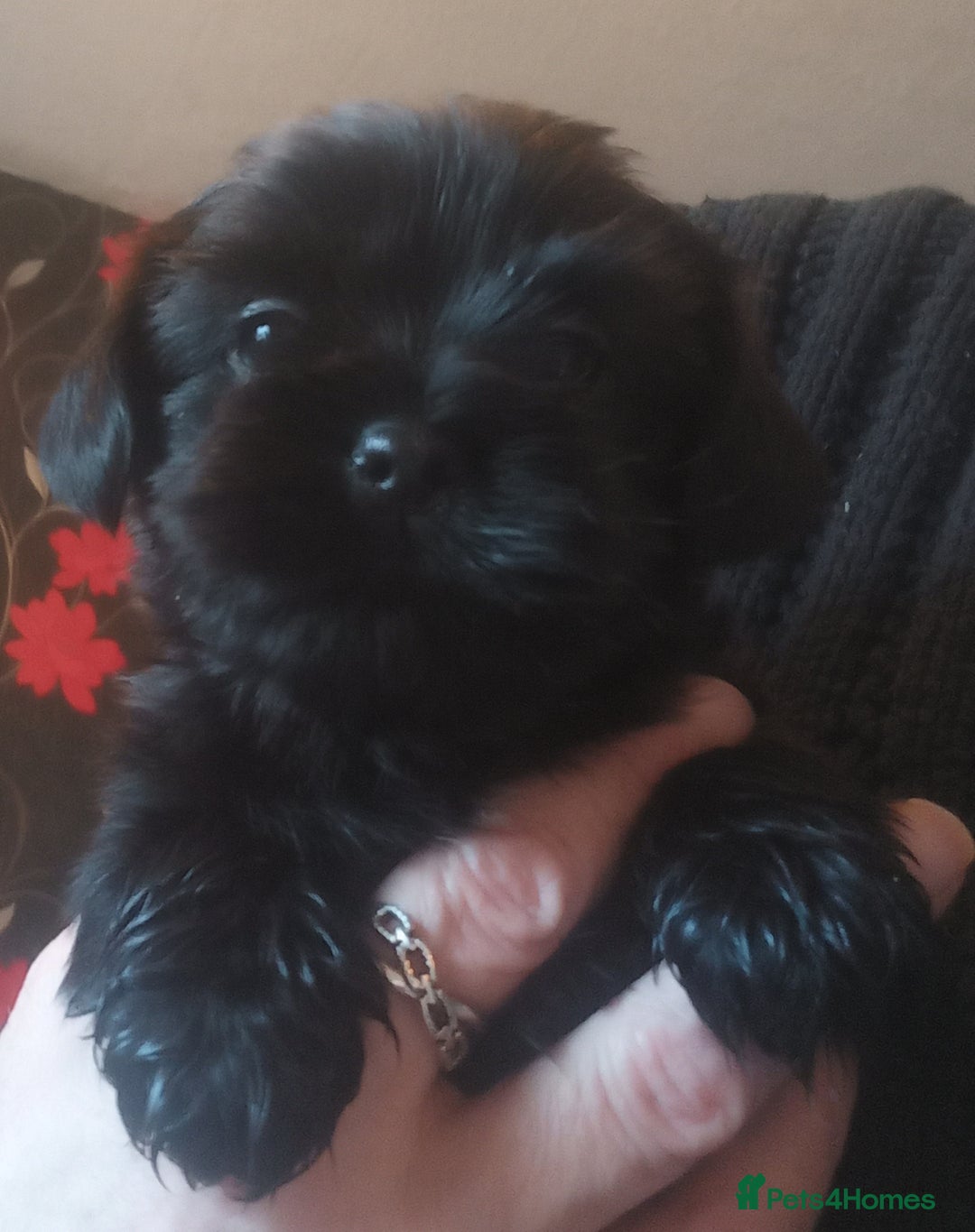 Shorkie dogs for sale: Beautiful shorkie babies  - Advert 17