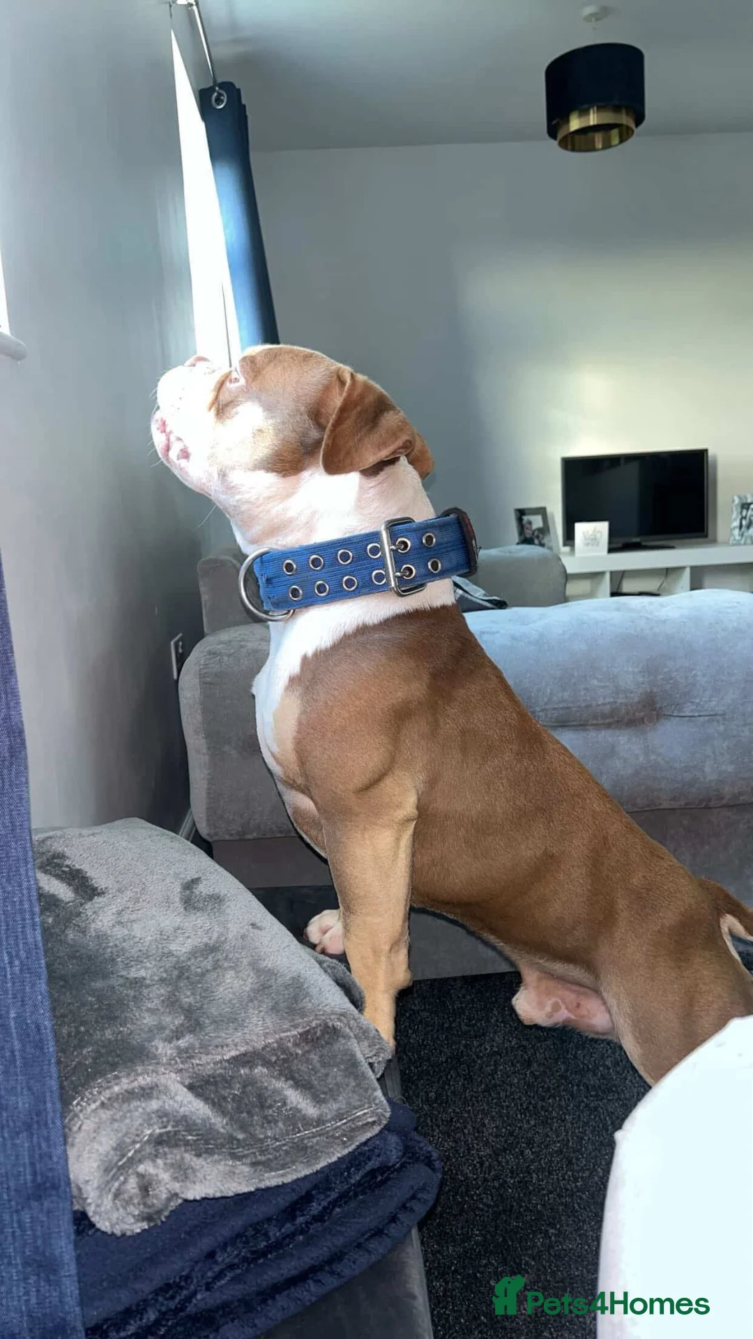 American Bully dogs for sale: Arlo - chocolate tri pocket bully🤎 - Advert 2