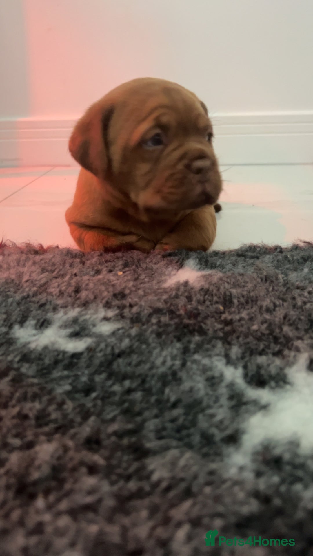 Dogue De Bordeaux dogs for sale: Chunky kc registered dogue de Bordeaux puppies - Advert 8