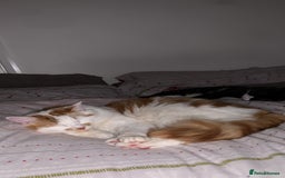 Mixed Breed cats for sale: 2 domestic shorthair/medium hair cats - Image 5