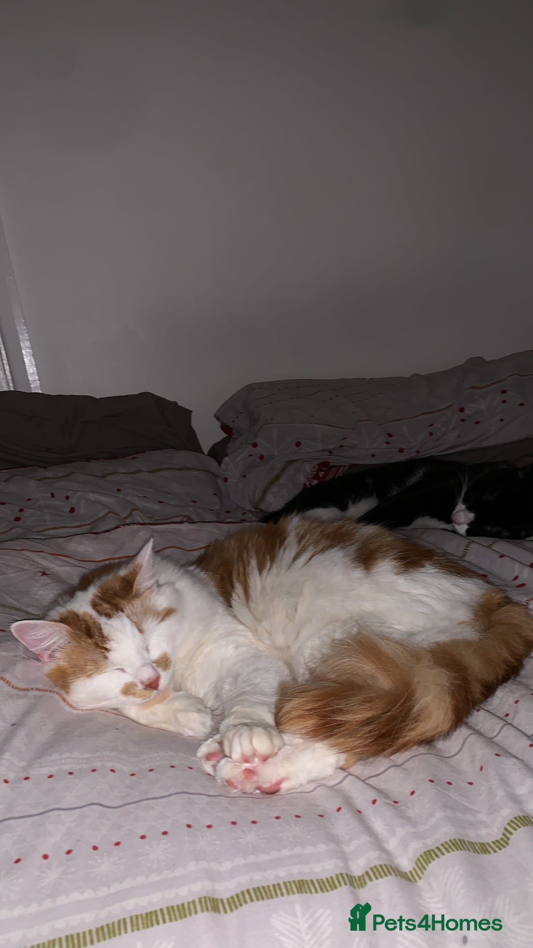 Mixed Breed cats for sale: 2 domestic shorthair/medium hair cats - Image 5