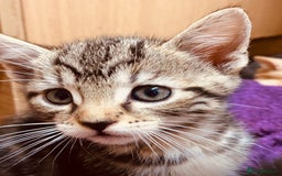 British Shorthair cats for sale: Adorable Kittens FOR SALLE  - Image 9