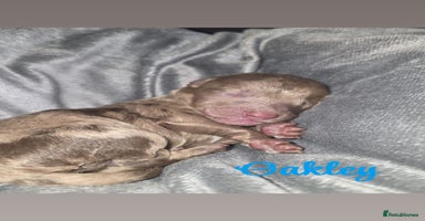 Cockapoo dogs - Advert 7