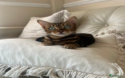 Bengal cats for sale: Marble Bengal Adult Female  - Image 4