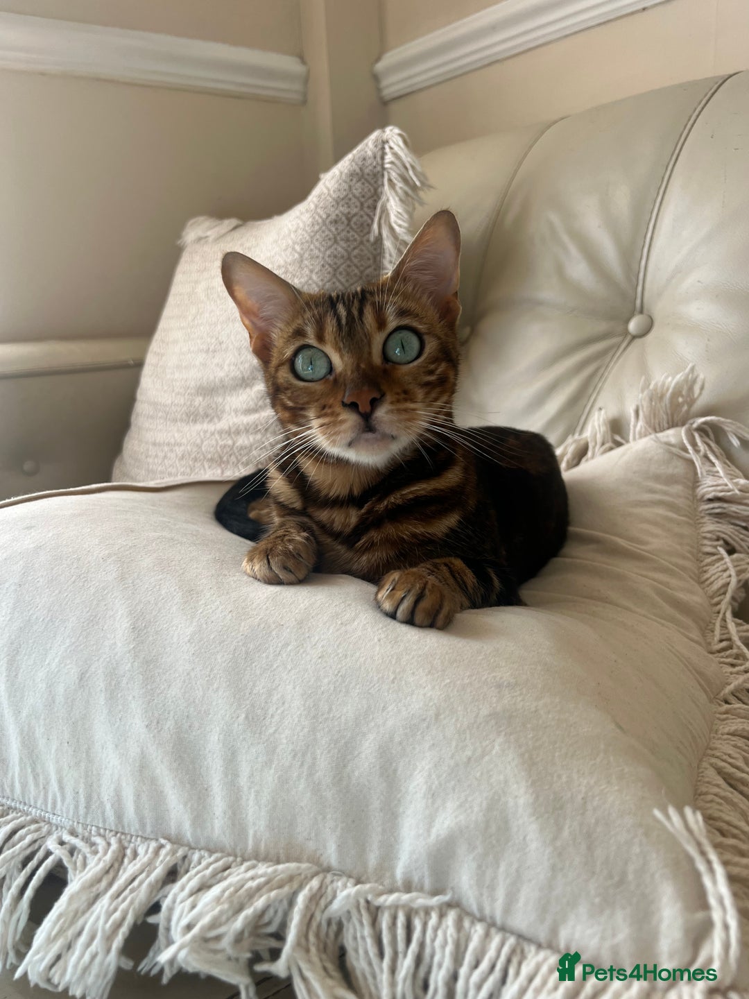 Bengal cats for sale: Marble Bengal Adult Female  - Image 4