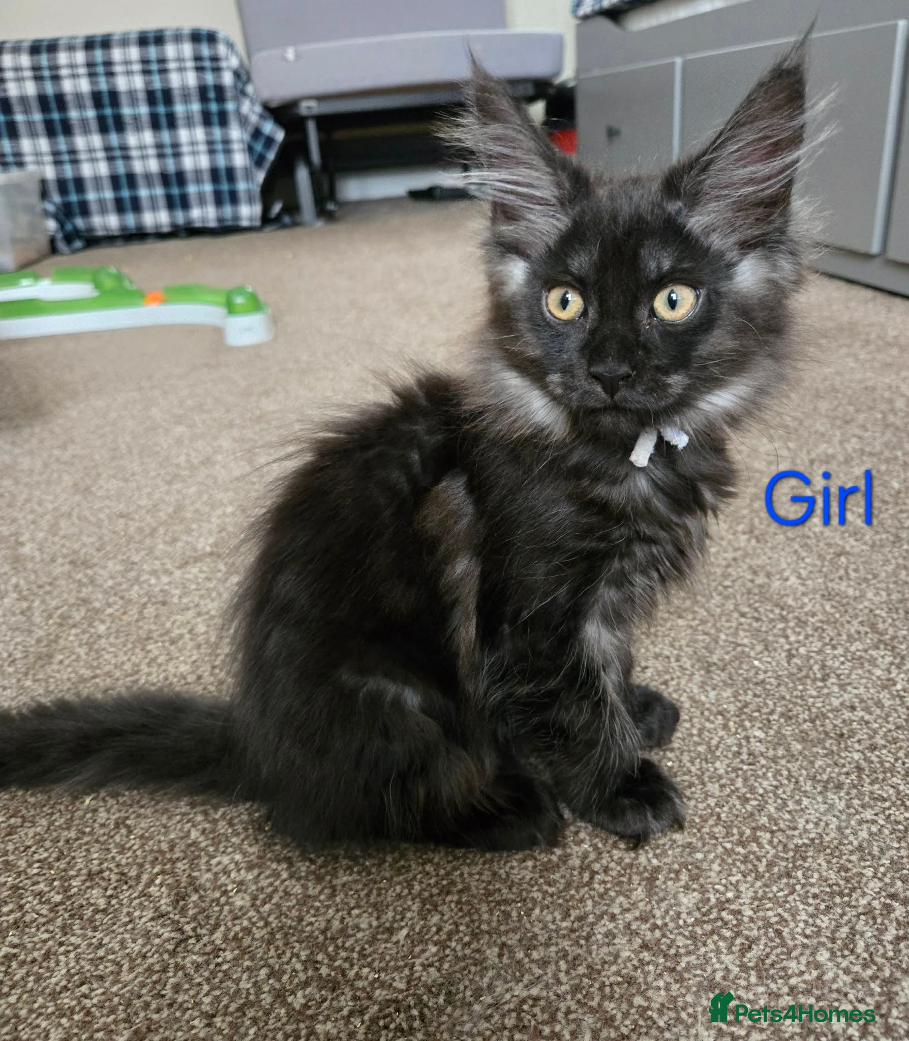 Maine Coon cats 2 Maine Coon girls. - Advert 2