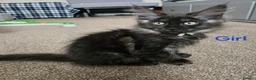 Maine Coon cats for sale: 2 Maine Coon girls. - Advert 3