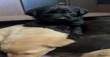 Labrador Retriever dogs - Advert 3