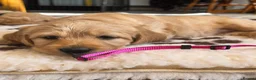 Labradoodle dogs for sale: DNA Health screened Miniature Labradoodles  - Advert 4