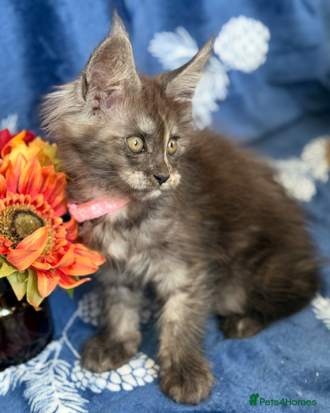 Maine Coon cats for sale: Pedigree MainCoon Kittens  - Image 17