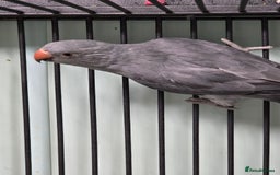 Ringnecks birds for sale: Beautiful Baby Ringnecks available now!!! - Image 10