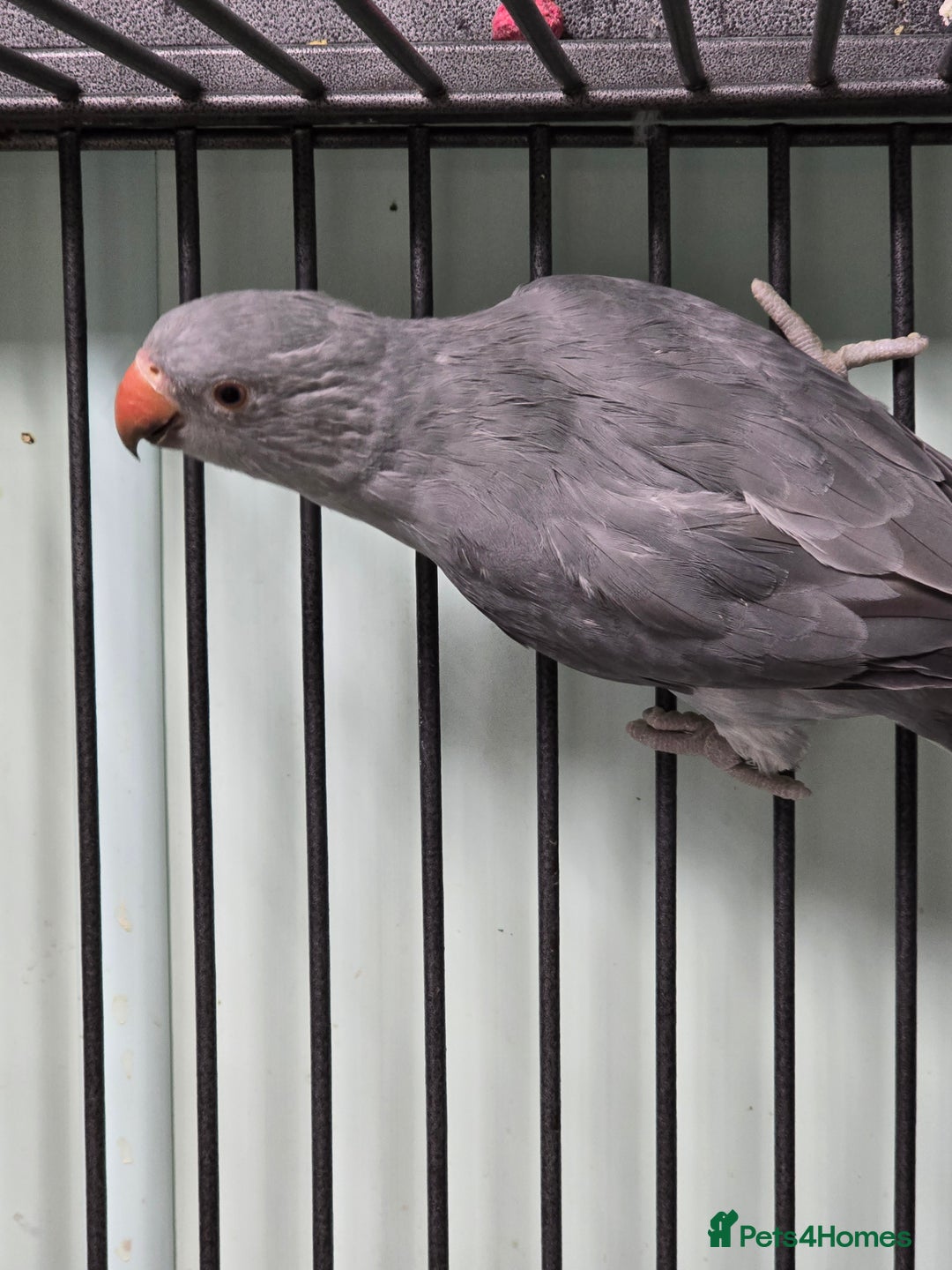 Ringnecks birds for sale: Beautiful Baby Ringnecks available now!!! - Image 10
