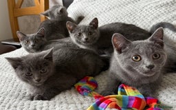 Russian Blue cats for sale: Russian Blue Kittens - Image 7