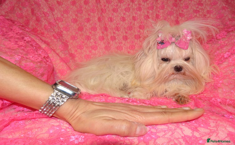 Maltese dogs - Advert 16