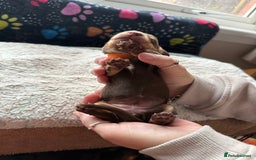 Miniature Dachshund dogs for sale: Miniature daxies - Advert 12