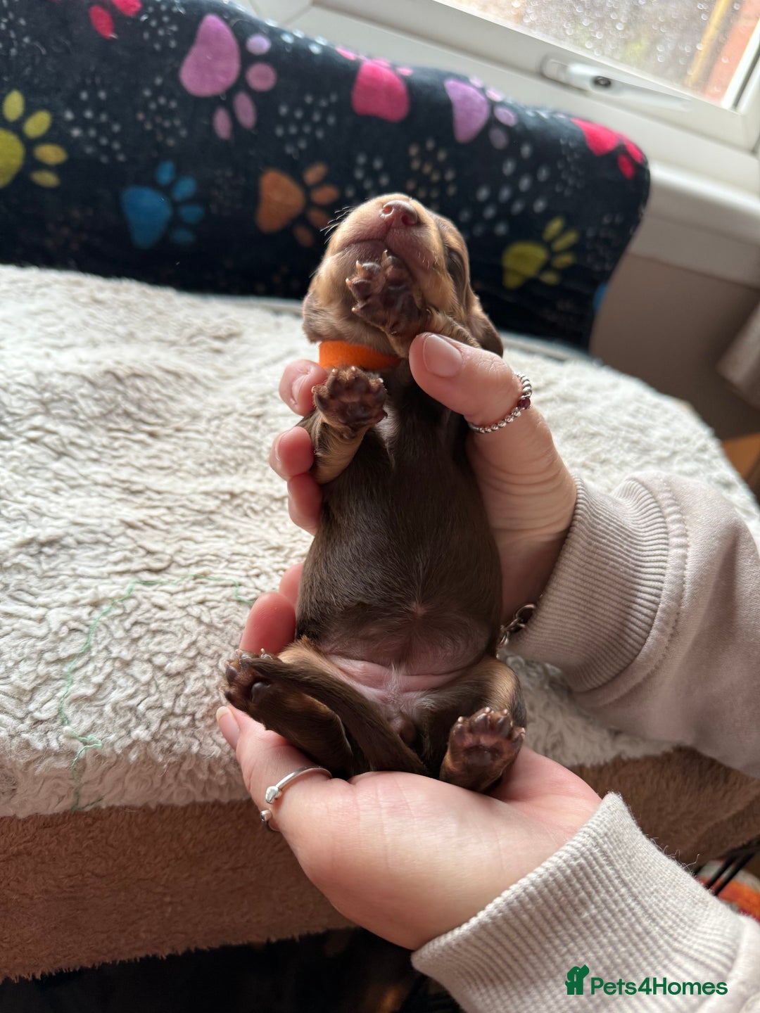 Miniature Dachshund dogs for sale: Miniature daxies - Advert 12