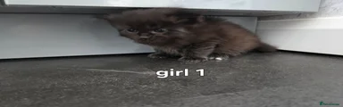 Ragdoll 5