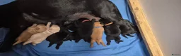 Labrador Retriever dogs for sale: Pure Labrador Retriever/ KC registered  - Advert 5