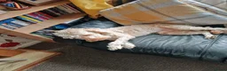Cockapoo dogs for sale: Cockapoo (Teddy)  - Advert 5