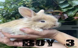Lionhead rabbits for sale: Pure Breed Fluffy Double Mained Lionhead Kits - Image 1
