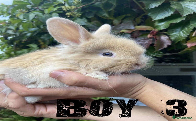 Lionhead rabbits - Advert 4