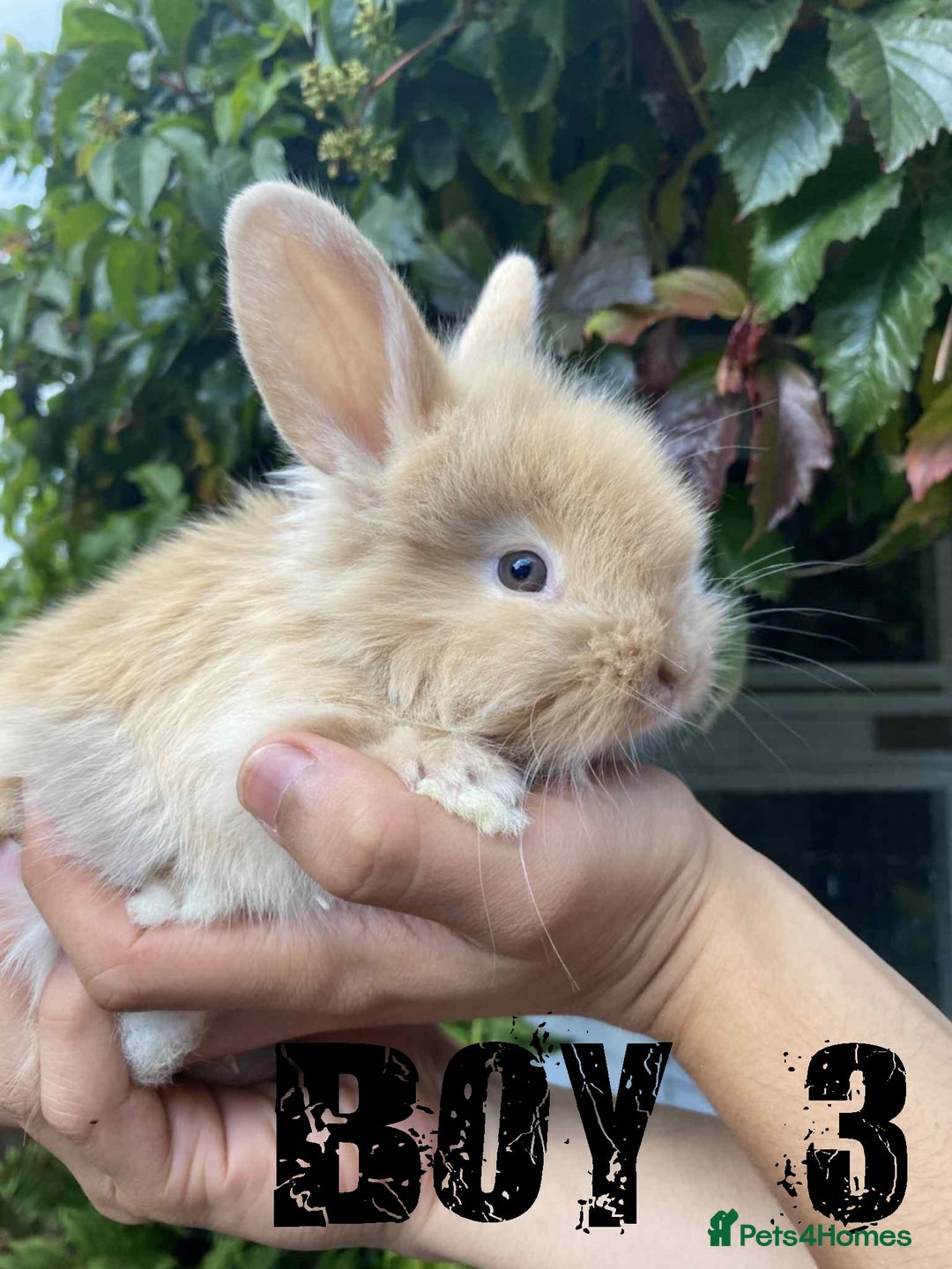 Lionhead rabbits for sale: Pure Breed Fluffy Double Mained Lionhead Kits - Image 1