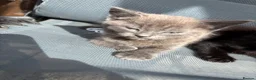 Mixed Breed cats for sale: 4 beautiful little kittens  - Advert 9