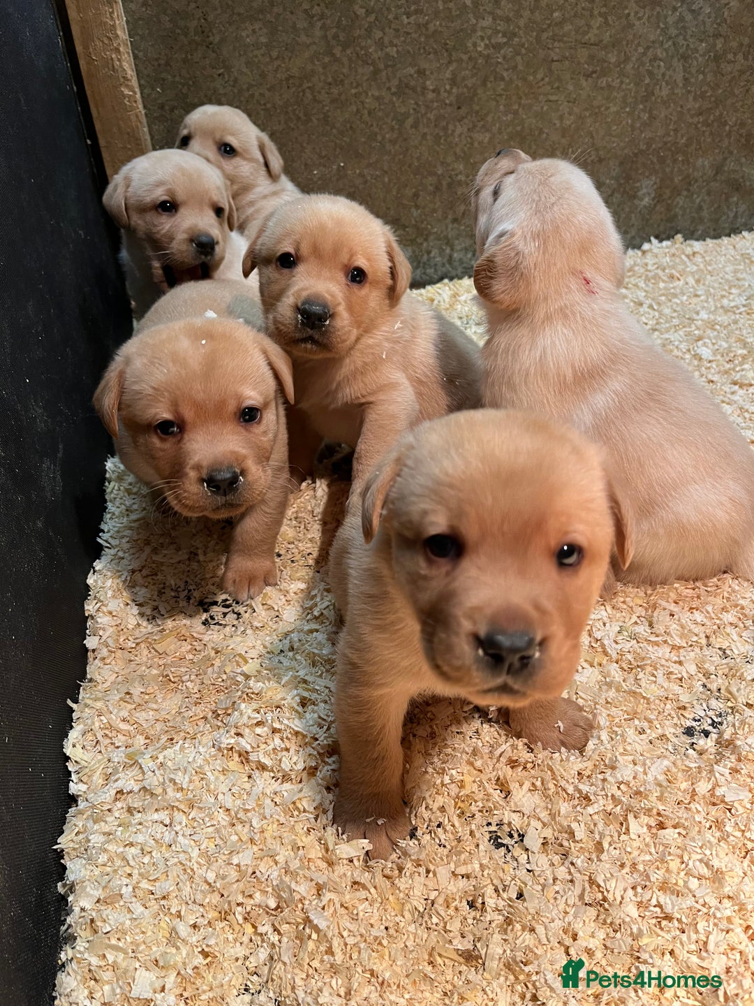 Labrador Retriever dogs for sale: Beautiful Fox Red Labradors  - Advert 1