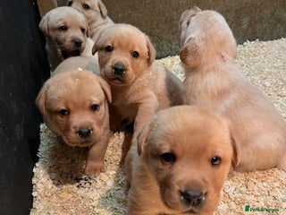 Labrador Retriever dogs Beautiful Fox Red Labradors - Advert 1