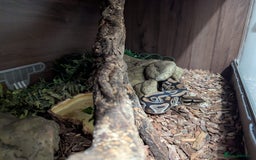 Python Snake reptiles for sale: Male Royal Python and Vivarium - Advert 4