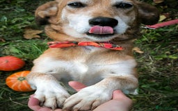 Mixed Breed dogs for adoption: 💖🐶 EVA 🐶💖 - Image 11