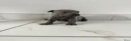 Staffordshire Bull Terrier dogs for sale: Staff puppies  - Advert 7