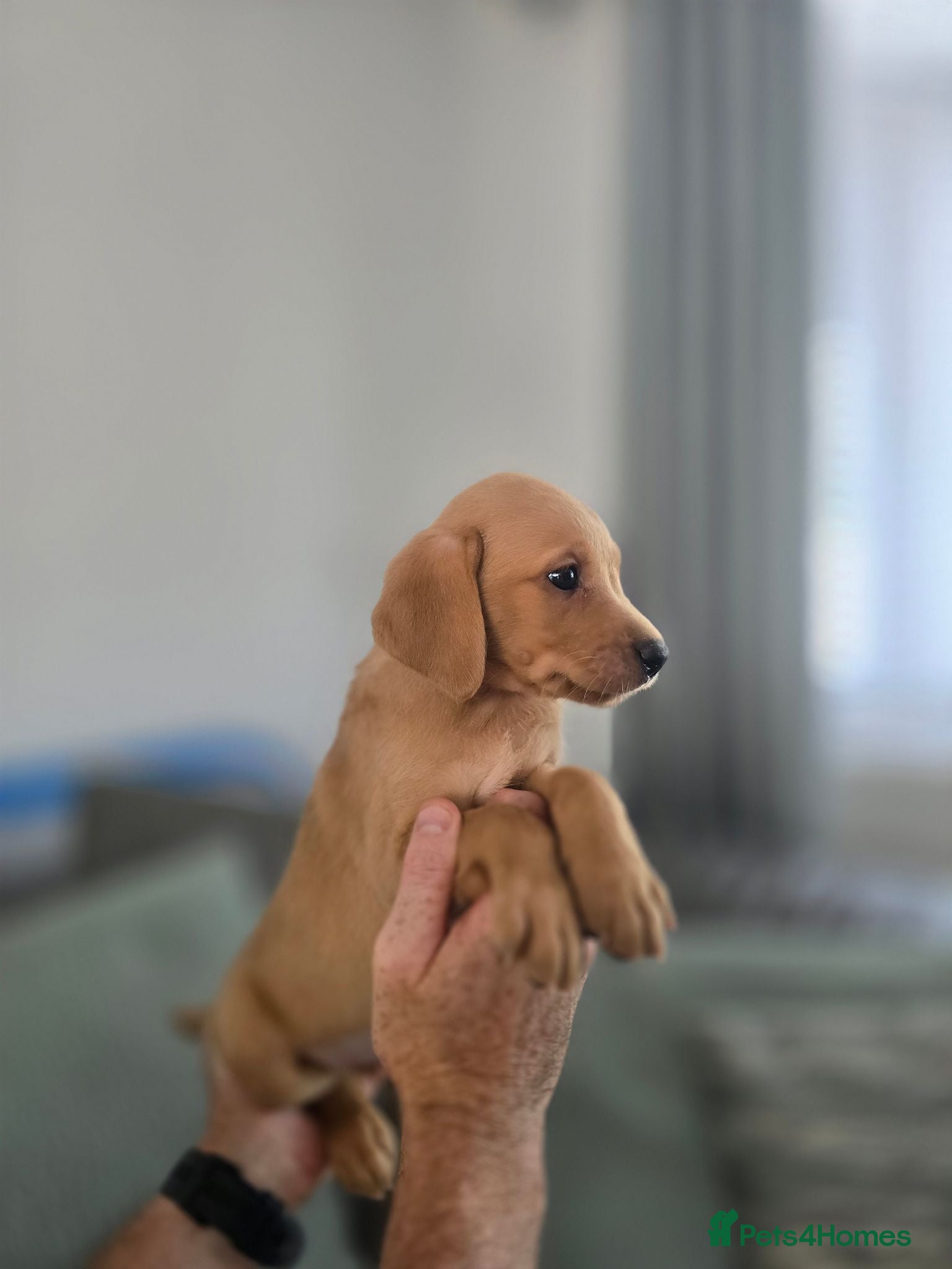 Labrador Retriever dogs Kc registered Fox red labrador puppies  - Advert 1